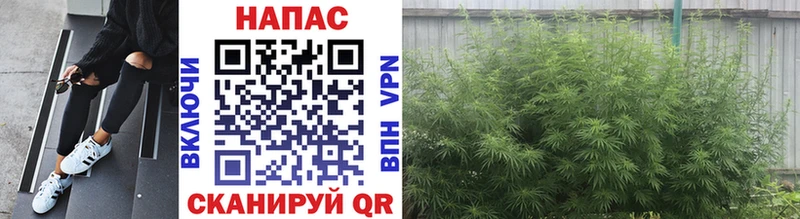 Шишки марихуана OG Kush  Купить где  Суровикино 